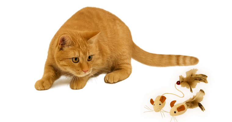 Ambrosia Cat+ Extra Bonus!