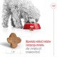 ROYAL CANIN Mini Adult 8+ S 8kg