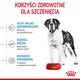 ROYAL CANIN Giant Junior 15kg *PROMOCJA - TYLKO ODBIÓR W GŁÓWNYM MAGAZYNIE*