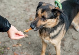 CANAGRI PET Stripsy z Kurczaka Miękkie 500g - Zdjęcie nr 4