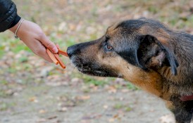 CANAGRI PET Stripsy z Królikiem 500g - Zdjęcie nr 5