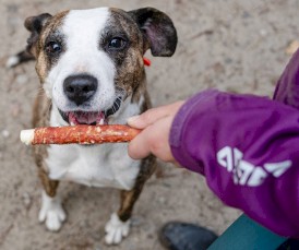 CANAGRI PET Patyk ze skóry wołowej z Kaczką 500g - Zdjęcie nr 4