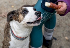 CANAGRI PET Patyk ze skóry wołowej z Kaczką 500g - Zdjęcie nr 5